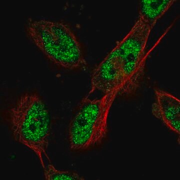 Anti-CDC27 antibody produced in rabbit Prestige Antibodies&#174; Powered by Atlas Antibodies, affinity isolated antibody