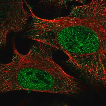 Anti-SETDB2 antibody produced in rabbit Prestige Antibodies&#174; Powered by Atlas Antibodies, affinity isolated antibody