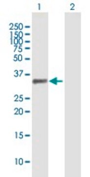 Anti-PDLIM1 antibody produced in mouse purified immunoglobulin, buffered aqueous solution