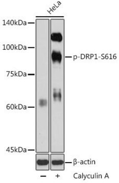 Anti-Phospho-DRP1-S616 antibody produced in rabbit