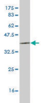 ANTI-LHX6 antibody produced in mouse clone 2A2, purified immunoglobulin, buffered aqueous solution