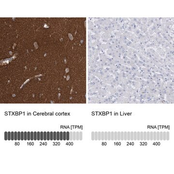 Anti-STXBP1 antibody produced in rabbit Prestige Antibodies&#174; Powered by Atlas Antibodies, affinity isolated antibody, buffered aqueous glycerol solution