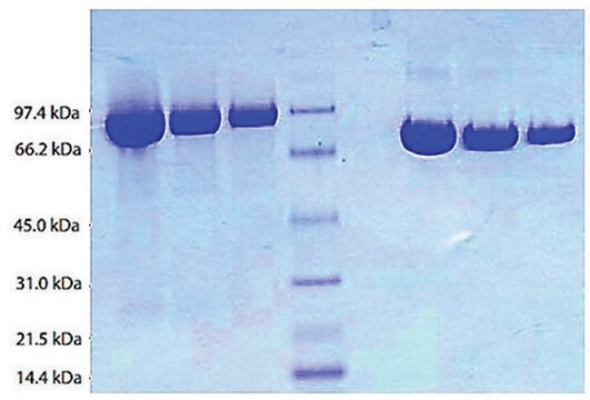 Plasminogen from human plasma &#8805;95% (SDS-PAGE)