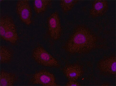 Anti-FMOD (36-50) antibody produced in rabbit IgG fraction of antiserum, buffered aqueous solution