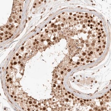 Anti-GTF2E2 antibody produced in rabbit Prestige Antibodies&#174; Powered by Atlas Antibodies, affinity isolated antibody, buffered aqueous glycerol solution