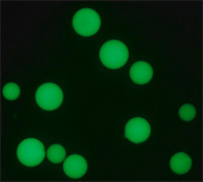 抗ヒトIgG1&#8722;FITC抗体、マウスモノクローナル マウス宿主抗体 clone 8c/6-39, purified from hybridoma cell culture