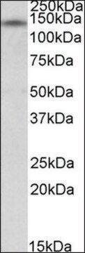 Anti-NRIP1 antibody produced in goat affinity isolated antibody, buffered aqueous solution