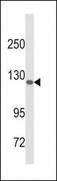 ANTI-DSC1(C-TERMINAL) antibody produced in rabbit affinity isolated antibody, buffered aqueous solution