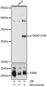 Anti-Phospho-FADD-S194 antibody produced in rabbit