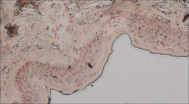 Anti-PMEL antibody, Mouse monoclonal clone PL-19, purified from hybridoma cell culture