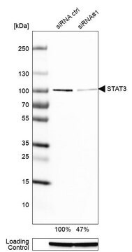 モノクローナル抗STAT3抗体 マウス宿主抗体 Prestige Antibodies&#174; Powered by Atlas Antibodies, clone CL0490, purified immunoglobulin, buffered aqueous glycerol solution