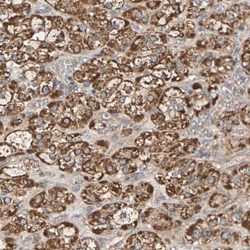 Anti-PCDHB4 antibody produced in rabbit Prestige Antibodies&#174; Powered by Atlas Antibodies, affinity isolated antibody, buffered aqueous glycerol solution