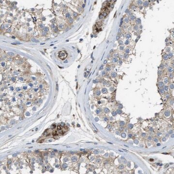 Anti-CLCN2 antibody produced in rabbit Prestige Antibodies&#174; Powered by Atlas Antibodies, affinity isolated antibody, buffered aqueous glycerol solution