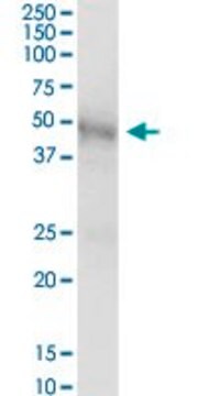 Anti-GLA antibody produced in mouse purified immunoglobulin, buffered aqueous solution