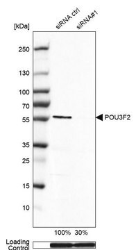 Monoclonal Anti-POU3F2 antibody produced in mouse Prestige Antibodies&#174; Powered by Atlas Antibodies, clone CL6228, purified immunoglobulin, buffered aqueous glycerol solution