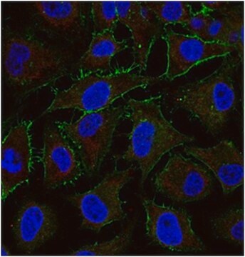 Anti-Actin Antibody, clone C4, Alexa Fluor&#8482; 555 Conjugate clone C4, from mouse, ALEXA FLUOR&#8482; 647