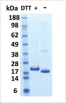 HGH human recombinant, expressed in HEK 293 cells, &#8805;95% (SDS-PAGE)