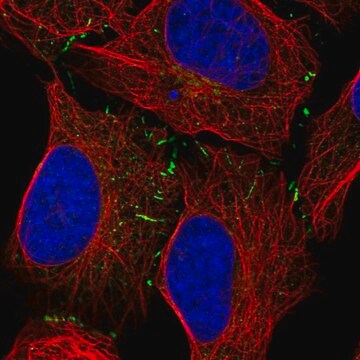 Anti-VPS13B antibody produced in rabbit Prestige Antibodies&#174; Powered by Atlas Antibodies, affinity isolated antibody