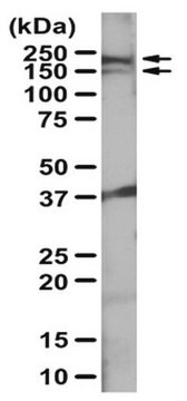 Anti-Intersectin-1-Antikörper serum, from rabbit