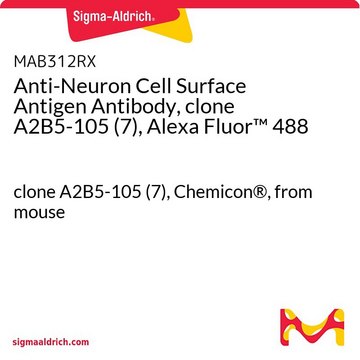 Anticorps anti-antigènes de surface de cellules neuronales, clone&nbsp;A2B5-105&nbsp;(7), Alexa Fluor&#8482;&nbsp;488 clone A2B5-105 (7), Chemicon&#174;, from mouse