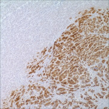 Glypican-3 (1G12) Mouse Monoclonal Antibody clone 1G12, unconjugated, Cell Marque&#8482;