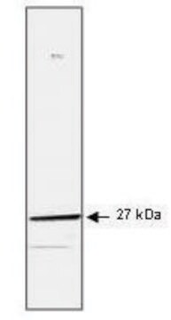 Monoclonal Anti-HSP27 antibody produced in mouse clone G3.1, purified immunoglobulin