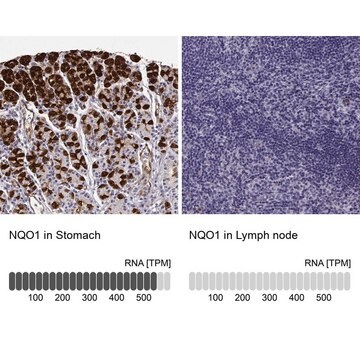 抗NQO1抗体 ウサギ宿主抗体 Prestige Antibodies&#174; Powered by Atlas Antibodies, affinity isolated antibody, buffered aqueous glycerol solution