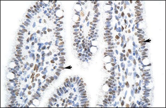 Anti-SFPQ antibody produced in rabbit IgG fraction of antiserum