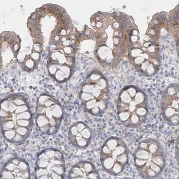 Anti-SEMA3D antibody produced in rabbit Prestige Antibodies&#174; Powered by Atlas Antibodies, affinity isolated antibody, buffered aqueous glycerol solution