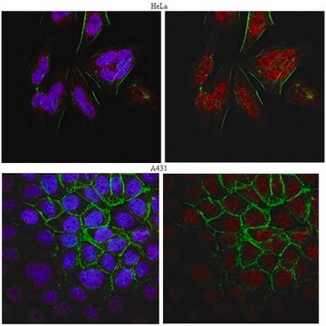 抗-BRCA1抗体，克隆MS13 clone MS13, from mouse