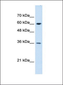 Anti-STIP1 (AB1) antibody produced in rabbit IgG fraction of antiserum