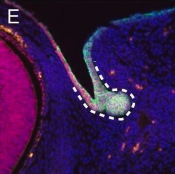 Monoklonales Anti-Uvomorulin/E-Cadherin in Ratten hergestellte Antikörper clone DECMA-1, ascites fluid, buffered aqueous solution