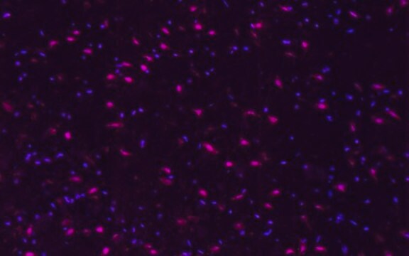 Anti-phospho-CREB (Ser133) Antibody, Alexa Fluor&#8482;647 conjugate from rabbit, ALEXA FLUOR&#8482; 647