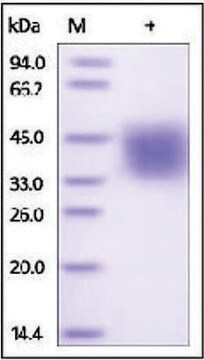 CD319/SLAMF7/CRACC human recombinant, expressed in HEK 293 cells, &#8805;95% (SDS-PAGE)