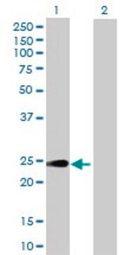 Anti-HEBP1 antibody produced in mouse purified immunoglobulin, buffered aqueous solution