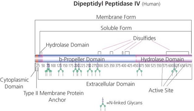 ジペプチジルペプチダーゼ IV ヒト recombinant, expressed in baculovirus infected Sf9 cells, pkg of &#8805;1.0&#160;units/vial, &#8805;10&#160;units/mg protein