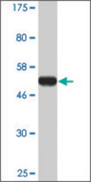 Monoclonal Anti-IMPA1 antibody produced in mouse clone 1E6-F11, ascites fluid