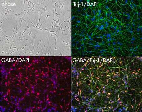 Mixed neurons, CTRL Line IPSC derived