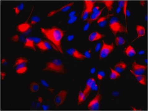 Anti-Nestin Antibody, clone 10C2, Cy3 conjugate clone 10C2, from mouse, CY3 conjugate