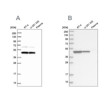 Anty-OLA1 Prestige Antibodies&#174; Powered by Atlas Antibodies, affinity isolated antibody