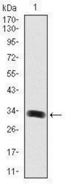 Monoclonal Anti-GAB1 antibody produced in mouse clone 1A7, purified immunoglobulin, buffered aqueous solution