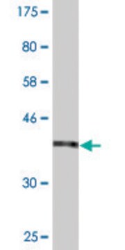 Monoclonal Anti-L1CAM antibody produced in mouse clone 3B10, purified immunoglobulin, buffered aqueous solution