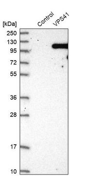 Anti-VPS41 antibody produced in rabbit Prestige Antibodies&#174; Powered by Atlas Antibodies, affinity isolated antibody, buffered aqueous glycerol solution, Ab2