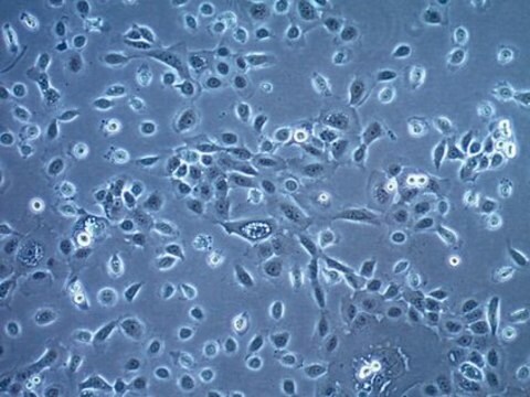 Humane Zungenplattenepithelkarzinomzelllinie HSC-3 HSC-3 human tongue squamous carcinoma cell line is a suitable model for the study of metastatic squamous cell carcinoma.