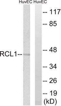 Anti-RCL1 antibody produced in rabbit affinity isolated antibody