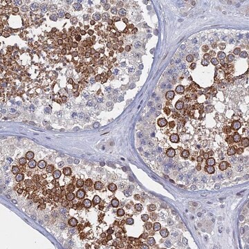 Anti-MTRF1 antibody produced in rabbit Prestige Antibodies&#174; Powered by Atlas Antibodies, affinity isolated antibody, buffered aqueous glycerol solution