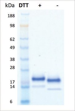 IL-4 human recombinant, expressed in HEK 293 cells, &#8805;95% (SDS-PAGE)