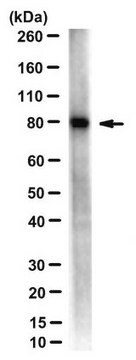 Anti-PRMT7 Antibody, clone 7G11 clone 7G11, from mouse