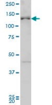 ANTI-ABL2 antibody produced in mouse clone 3G3, purified immunoglobulin, buffered aqueous solution