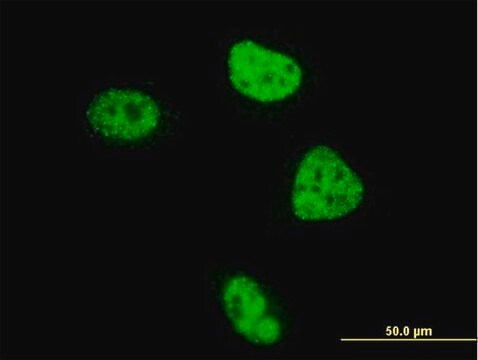 Monoclonal Anti-ZBTB33 antibody produced in mouse clone 2B2, purified immunoglobulin, buffered aqueous solution